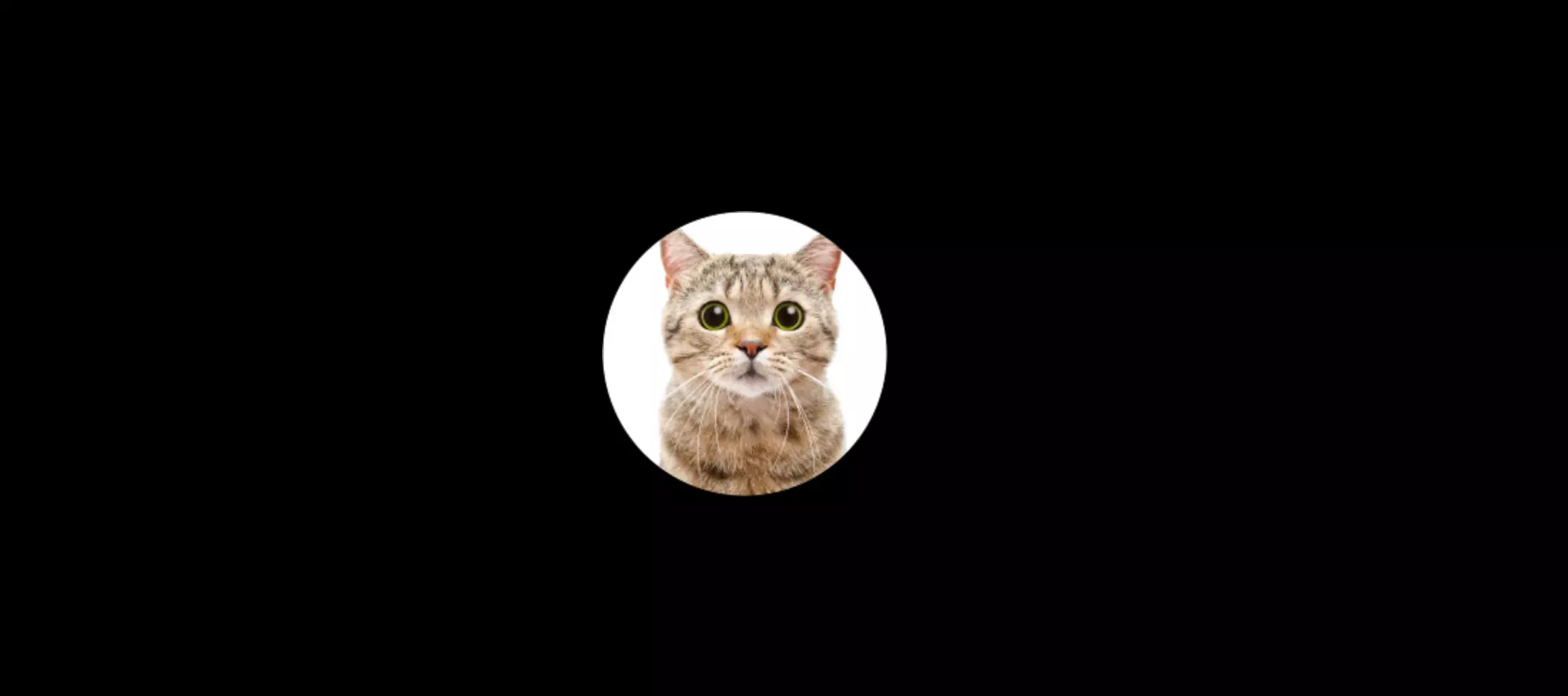 The cat avatar in round shape and 100x100px