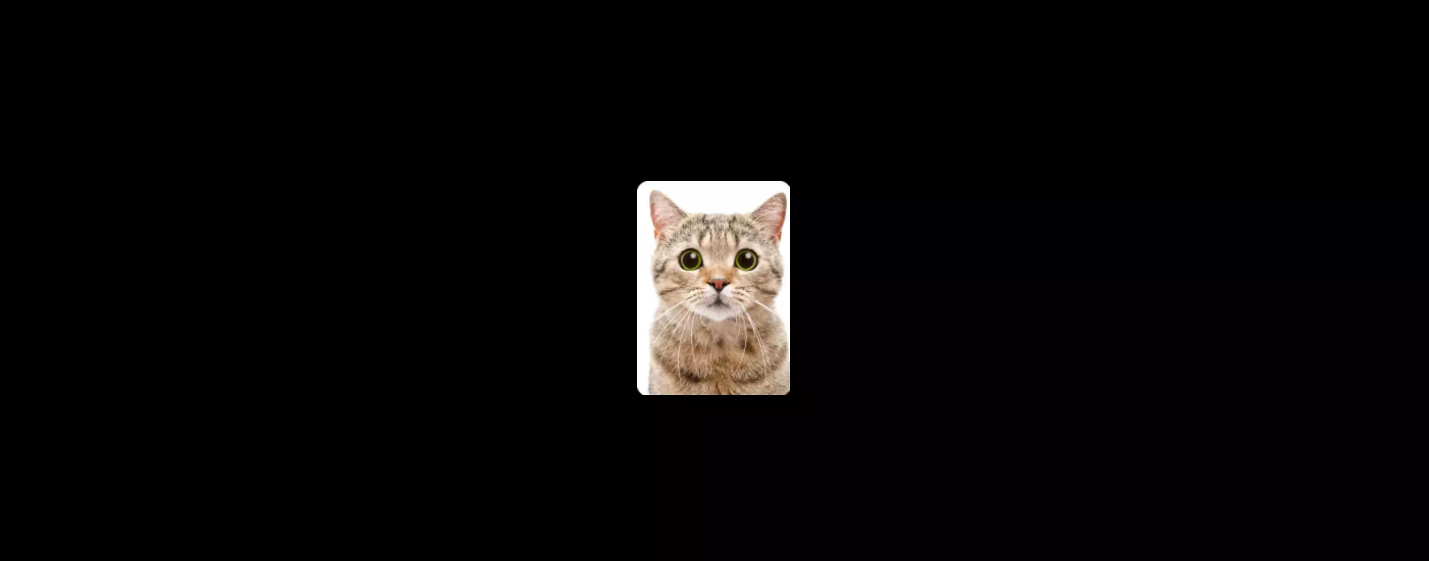 The rectange cat avatar generated by Cloudinary